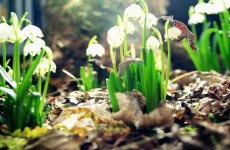 Amazing Nature full HD