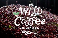 Wild Coffee